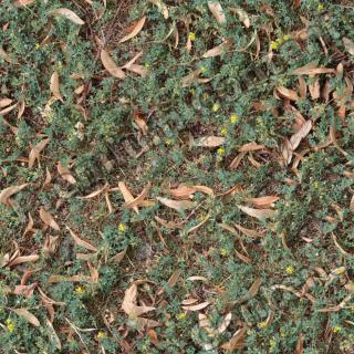 High Resolution Seamless Groundplants Texture 0001